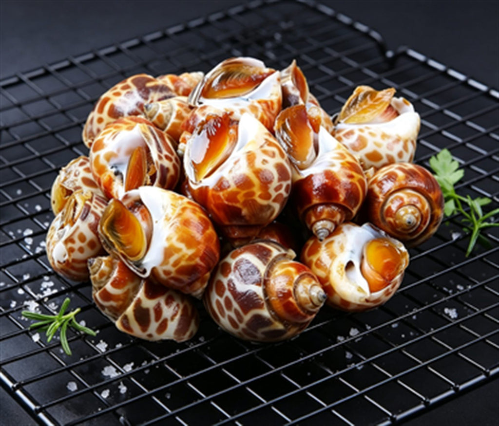 Fresh Conch Meat, Premium Sea Snail Grade