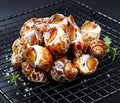 Fresh Conch Meat, Premium Sea Snail Grade