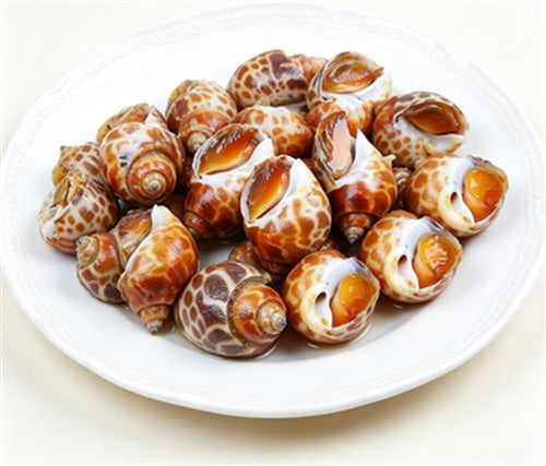 Fresh Conch Meat, Premium Sea Snail Grade
